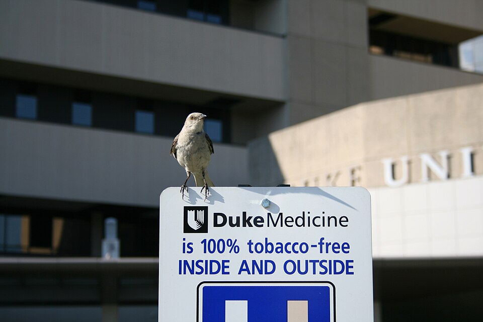 Northern Mockingbird, the state bird of Mississippi